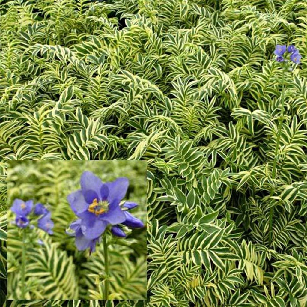 Polemonium caeruleum Brise d'Anjon