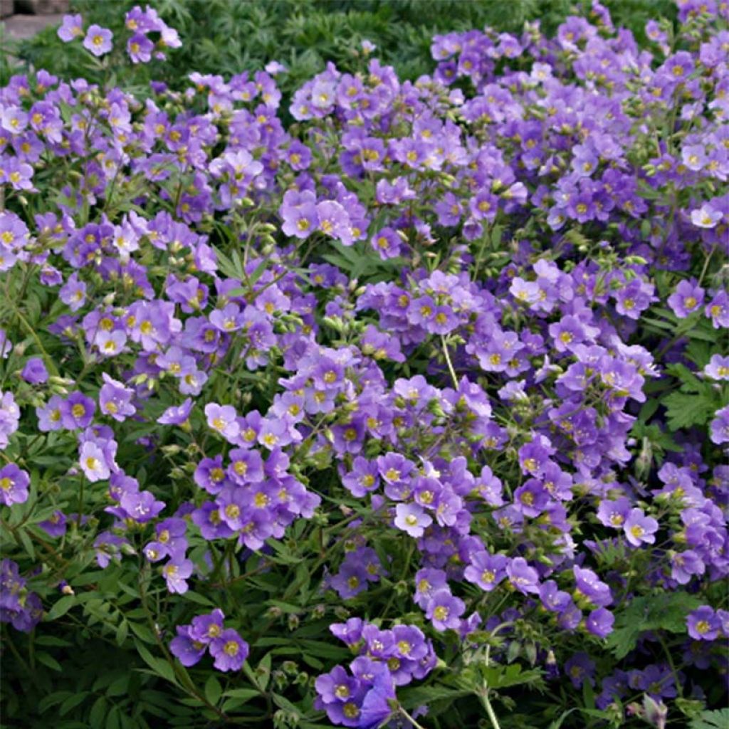 Polemonium caeruleum Lambrook Mauve