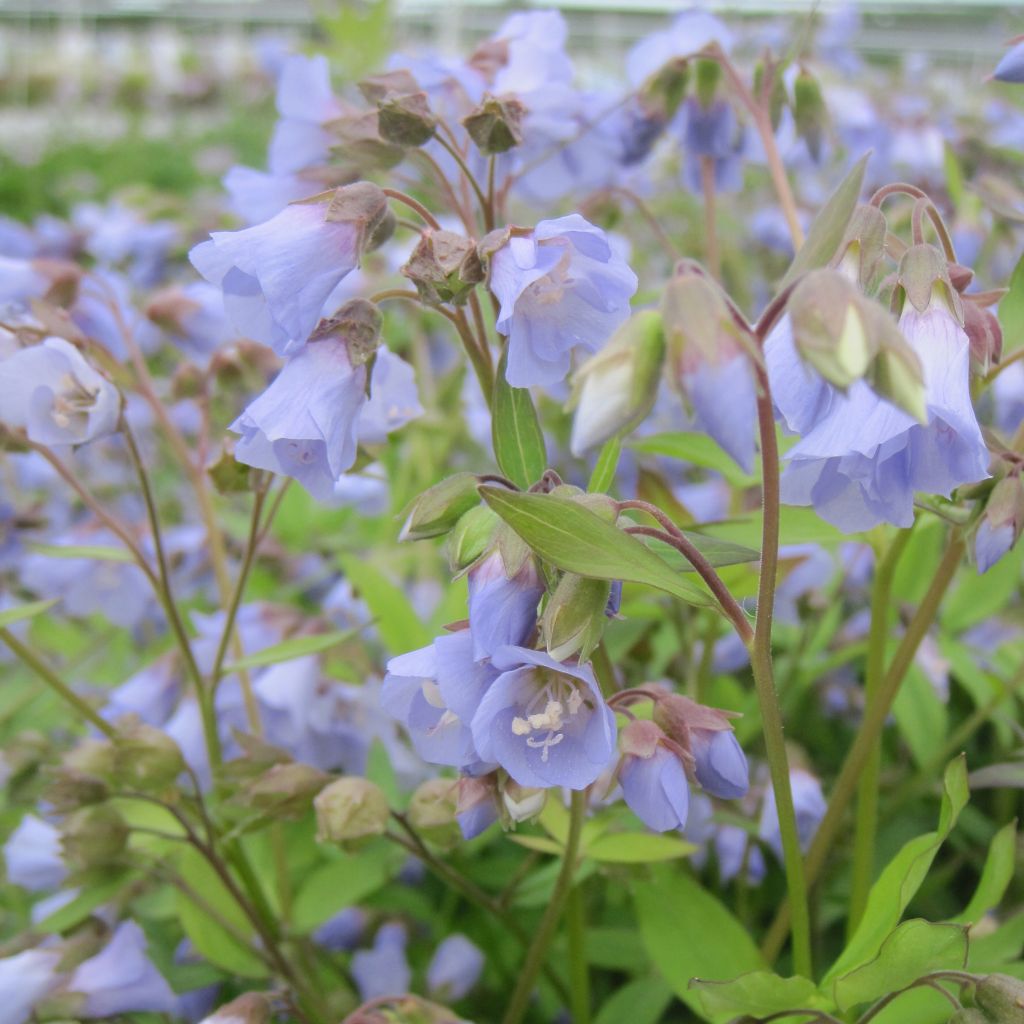 Polemonium reptans Blue Pearl