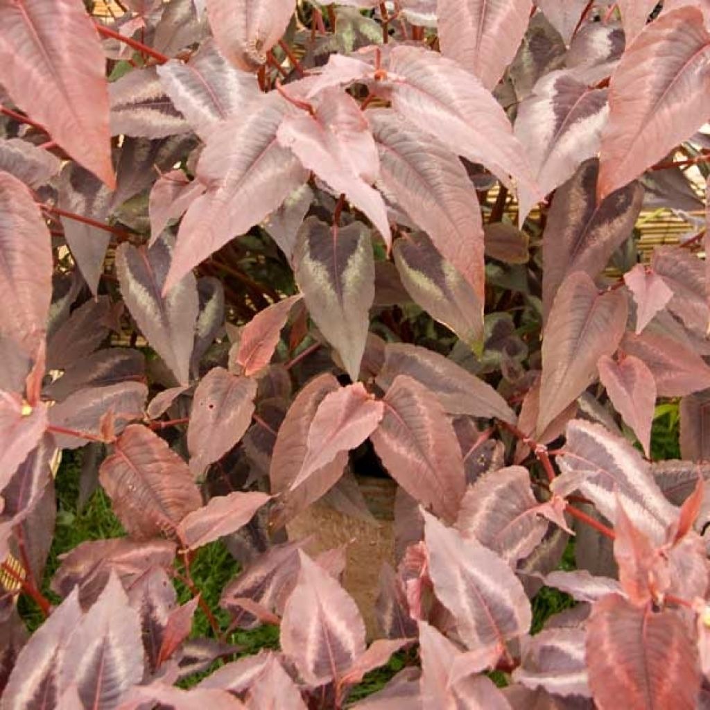 Persicaria microcephala Red Dragon - Knotweed