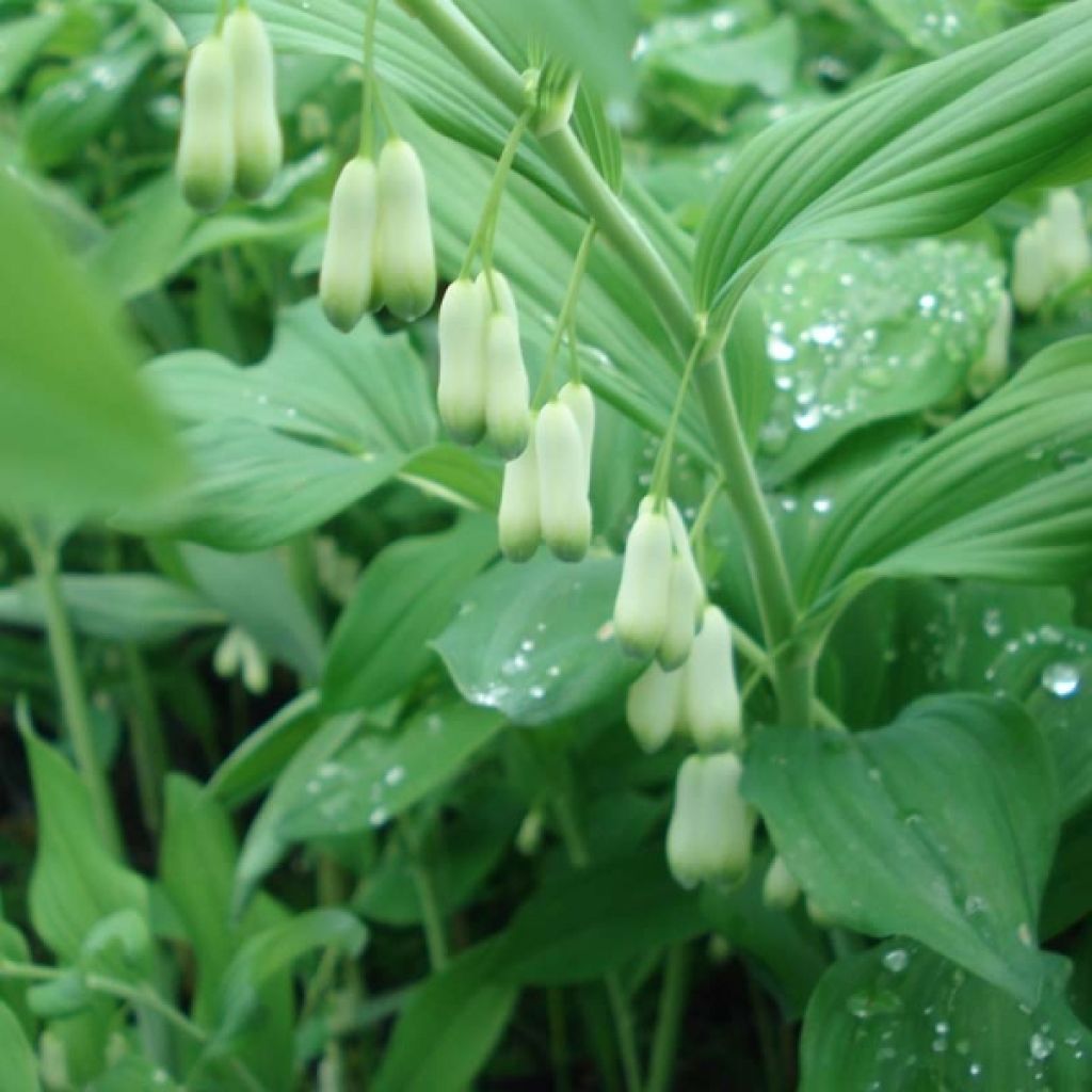 Polygonatum commutatum - Solomon's Seal