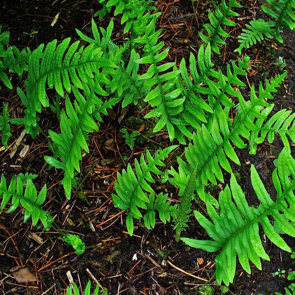 Polypodium vulgare - Rockcap Fern