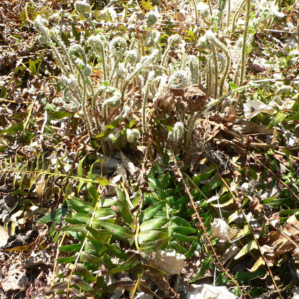 Polystichum acrostichoides - Christmas Fern