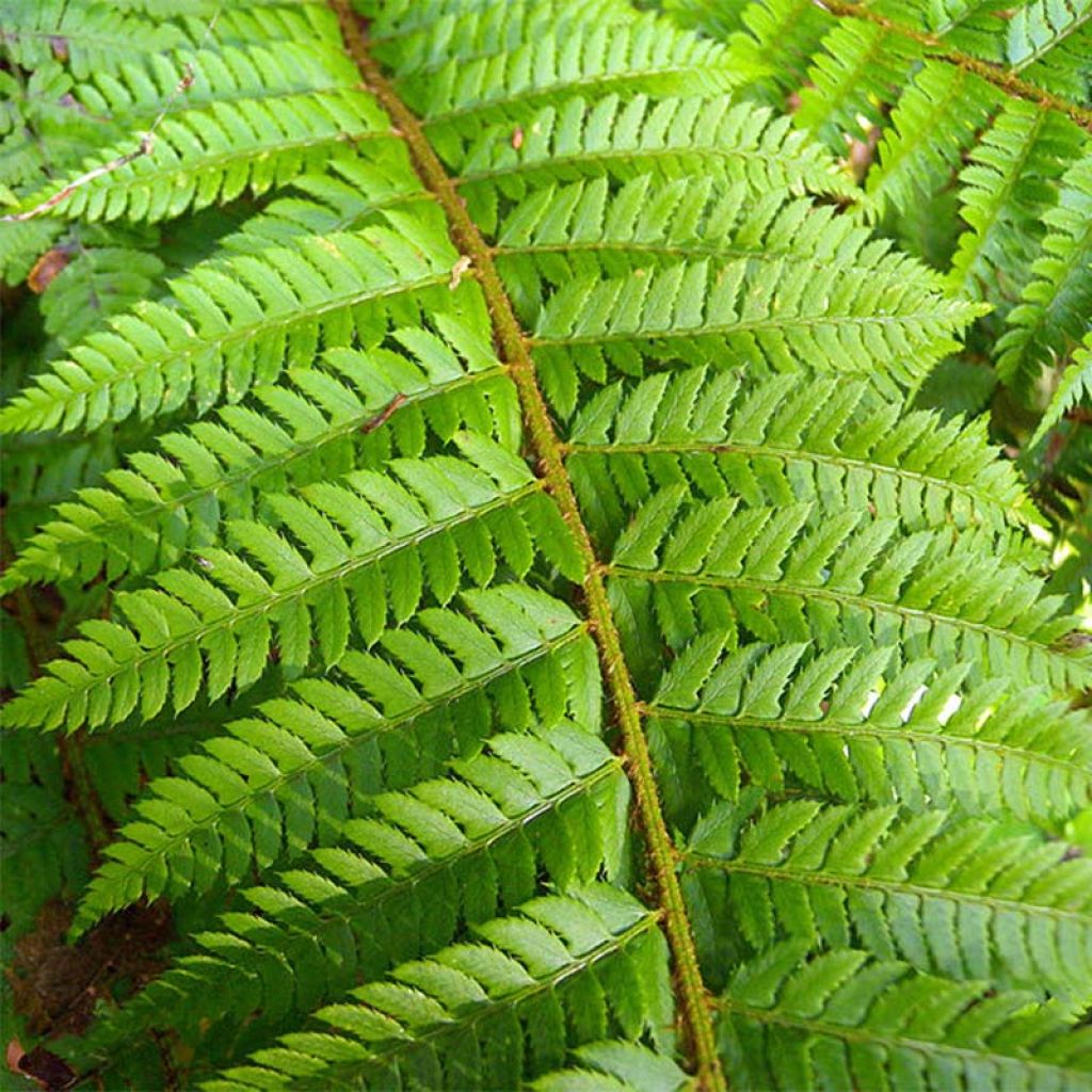 Polystichum aculeatum - Hard Shield Fern