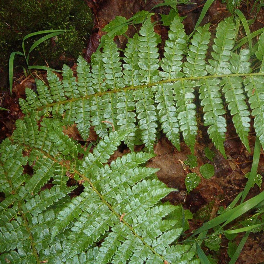 Polystichum braunii - Braun's Holly Fern