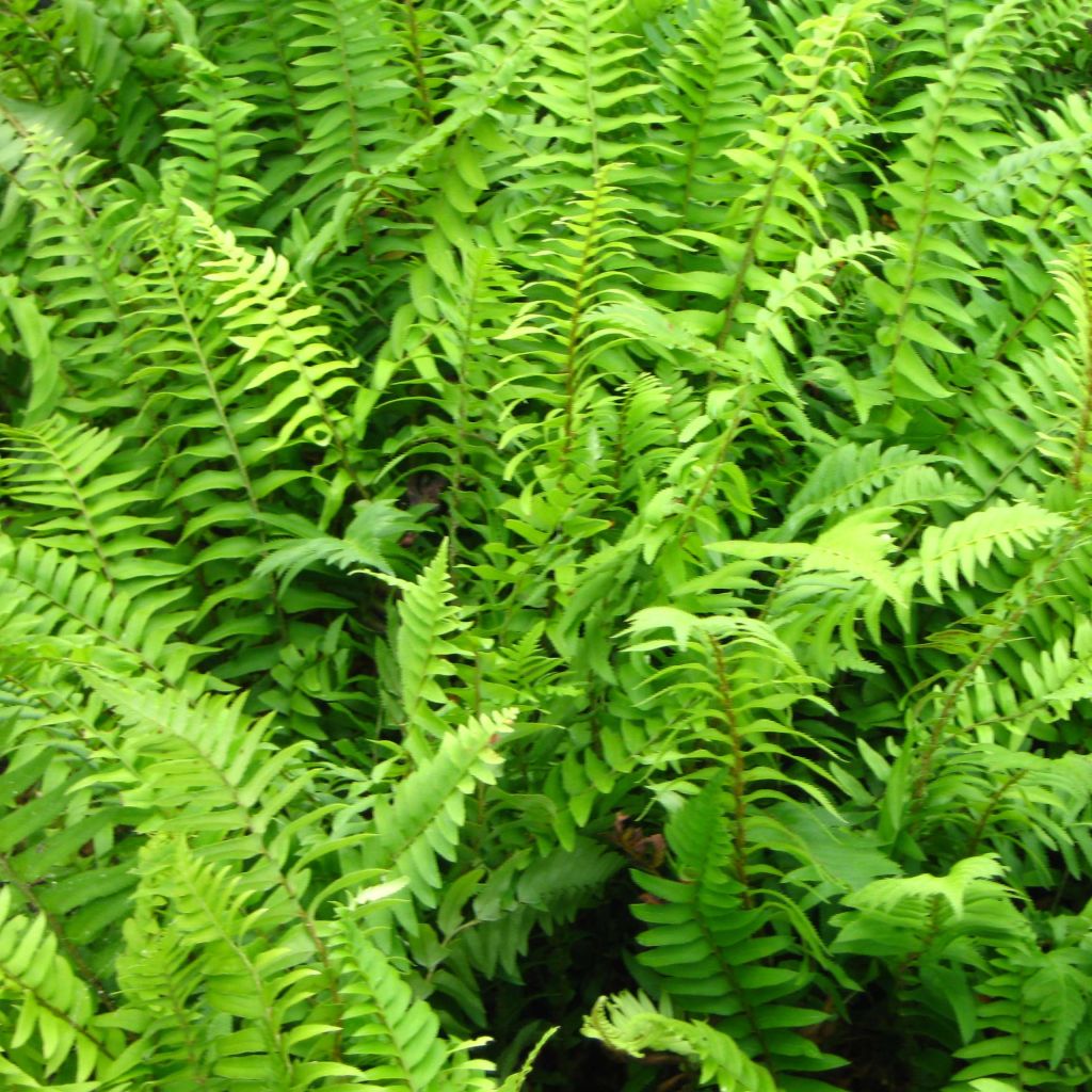 Polystichum munitum - Giant Holly Fern