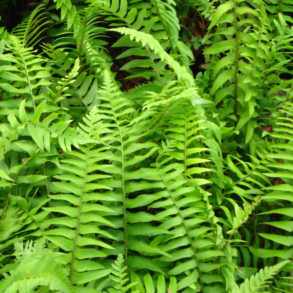 Polystichum munitum - Giant Holly Fern