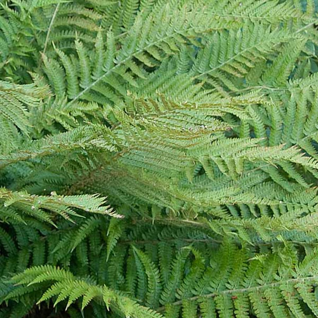 Polystichum polyblepharum - Japanese Lace Fern