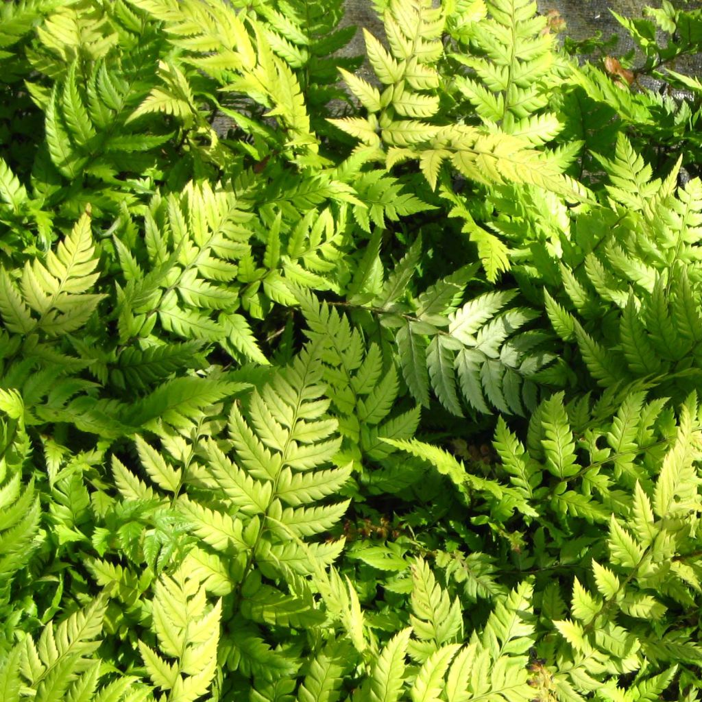 Polystichum rigens - Rigid Holly Fern