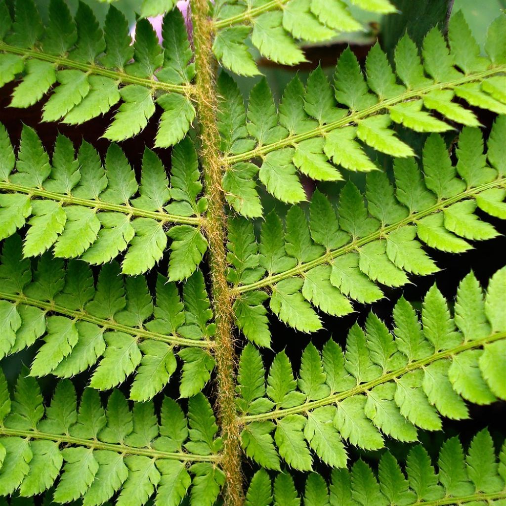 Polystichum setiferum Herrenhausen - Soft Shield Fern