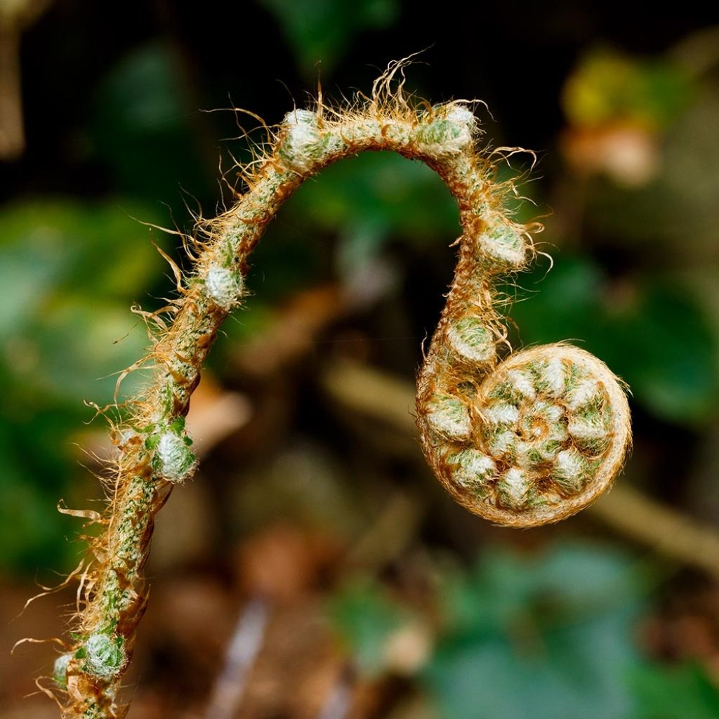 Polystichum setiferum Herrenhausen - Soft Shield Fern
