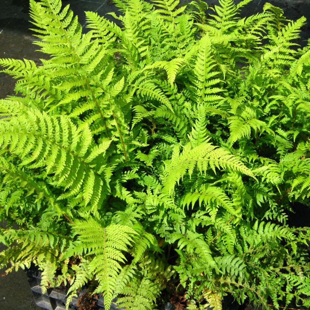 Polystichum setiferum Dahlem - Soft Shield Fern