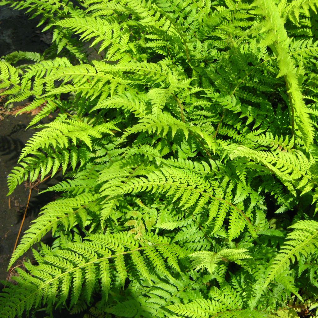 Polystichum setiferum Dahlem - Soft Shield Fern