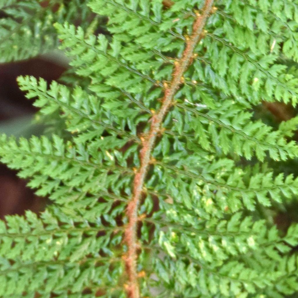 Polystichum setiferum Densum - Soft Shield Fern