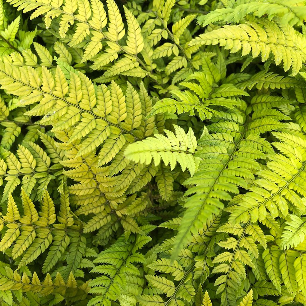 Polystichum tsus-simense - Korean Rock Fern