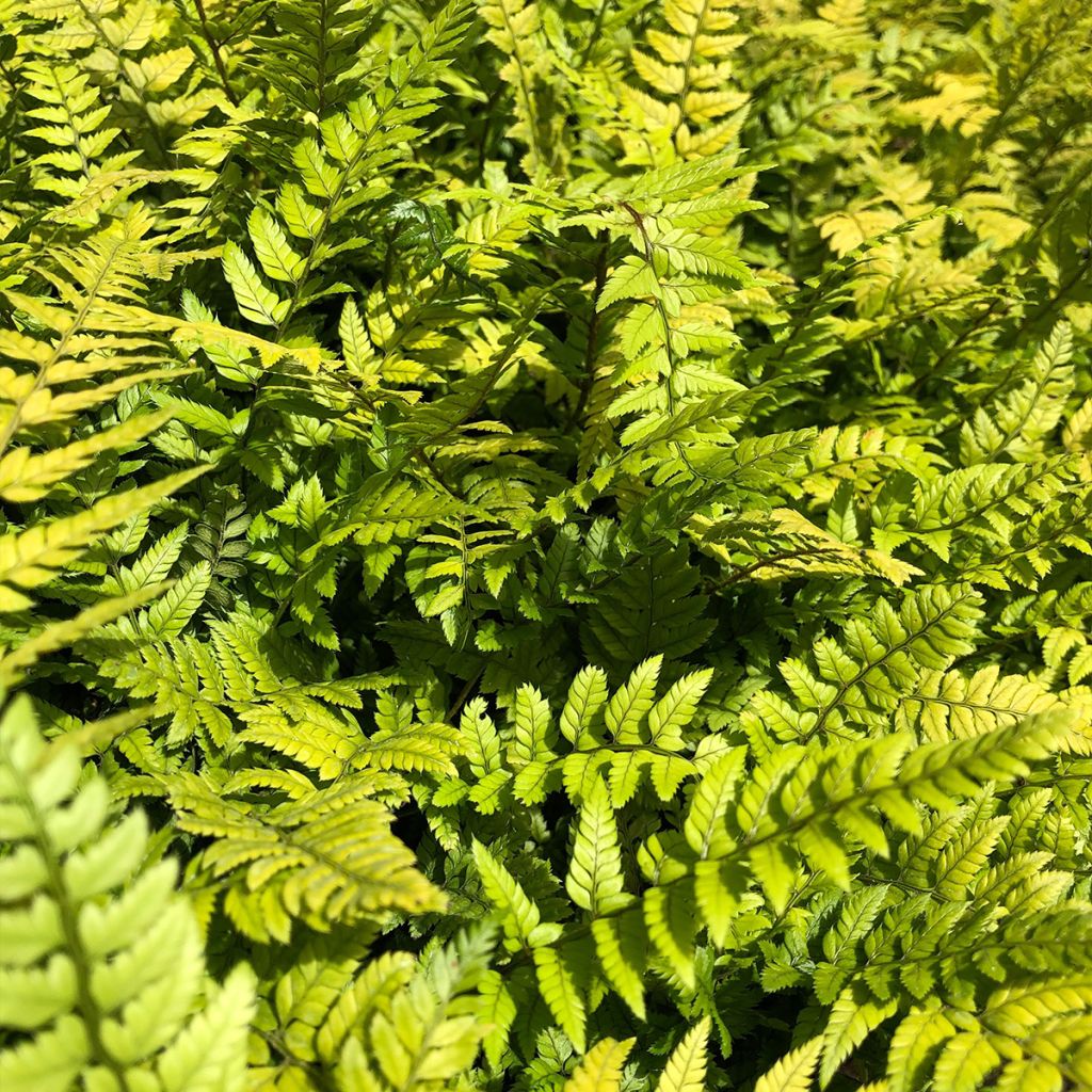 Polystichum tsus-simense - Korean Rock Fern