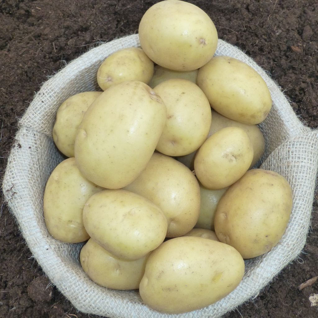 Potatoes Osiris