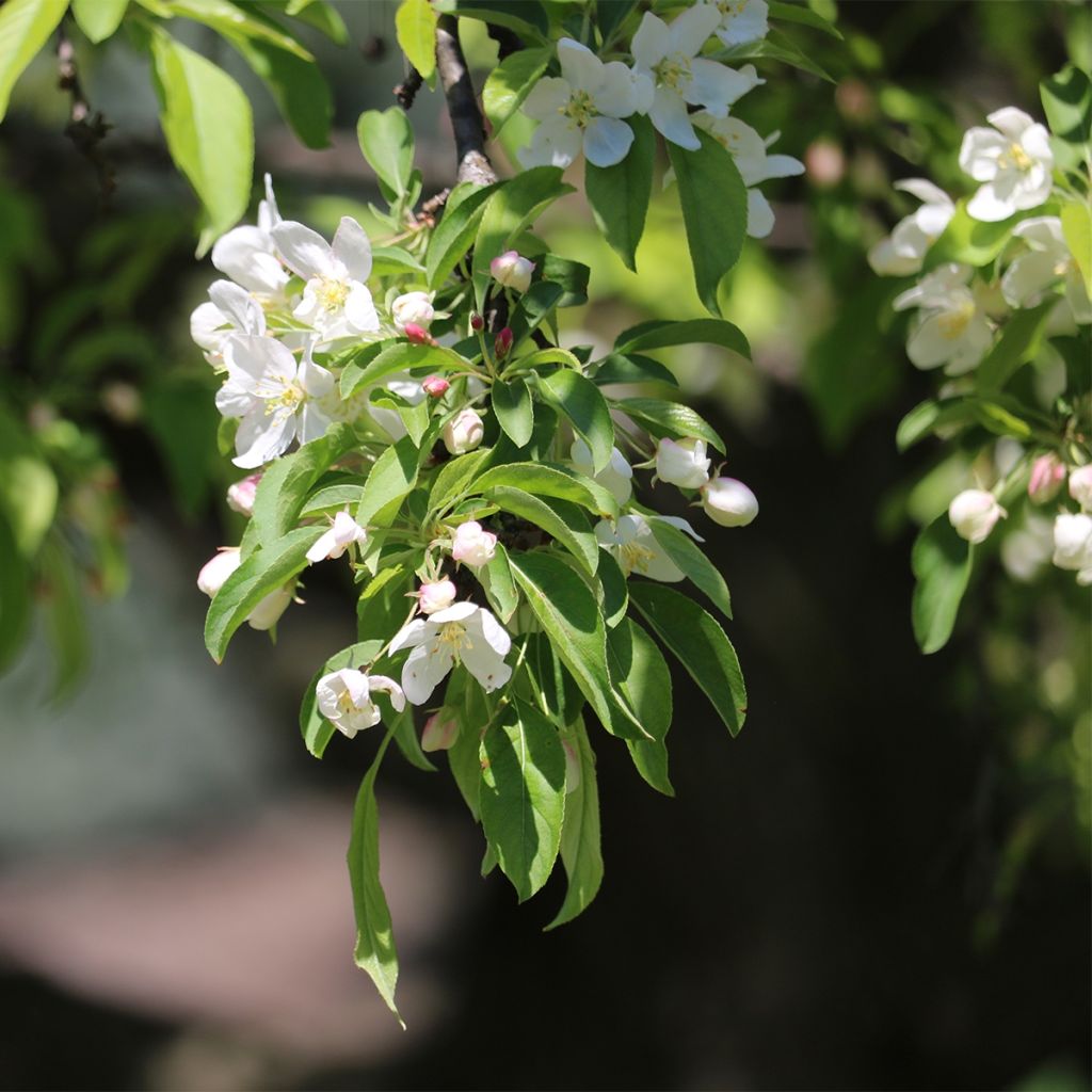 Malus Sugar Tyme - Crab Apple