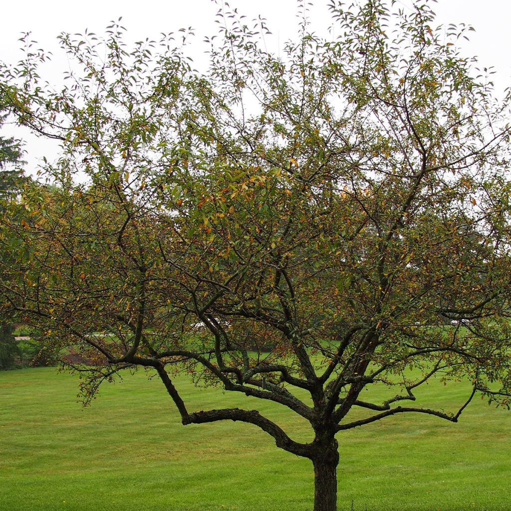 Malus Sugar Tyme - Crab Apple