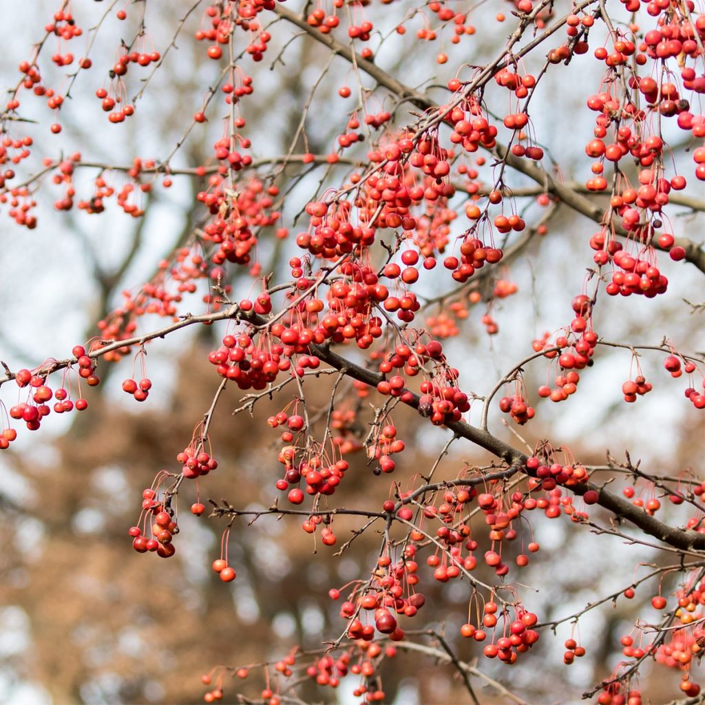 Malus Sugar Tyme - Crab Apple