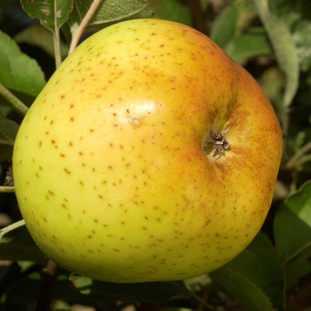 Apple Tree Reinette Clochard - Malus domestica