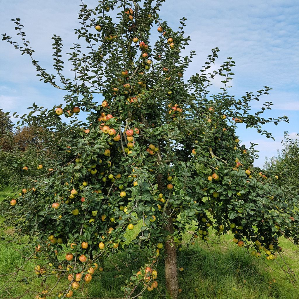 Apple Tree Reinette de France - Malus domestica