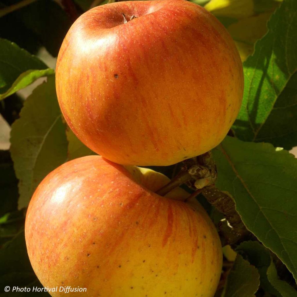 Apple Tree Reinette de Caux - Malus domestica