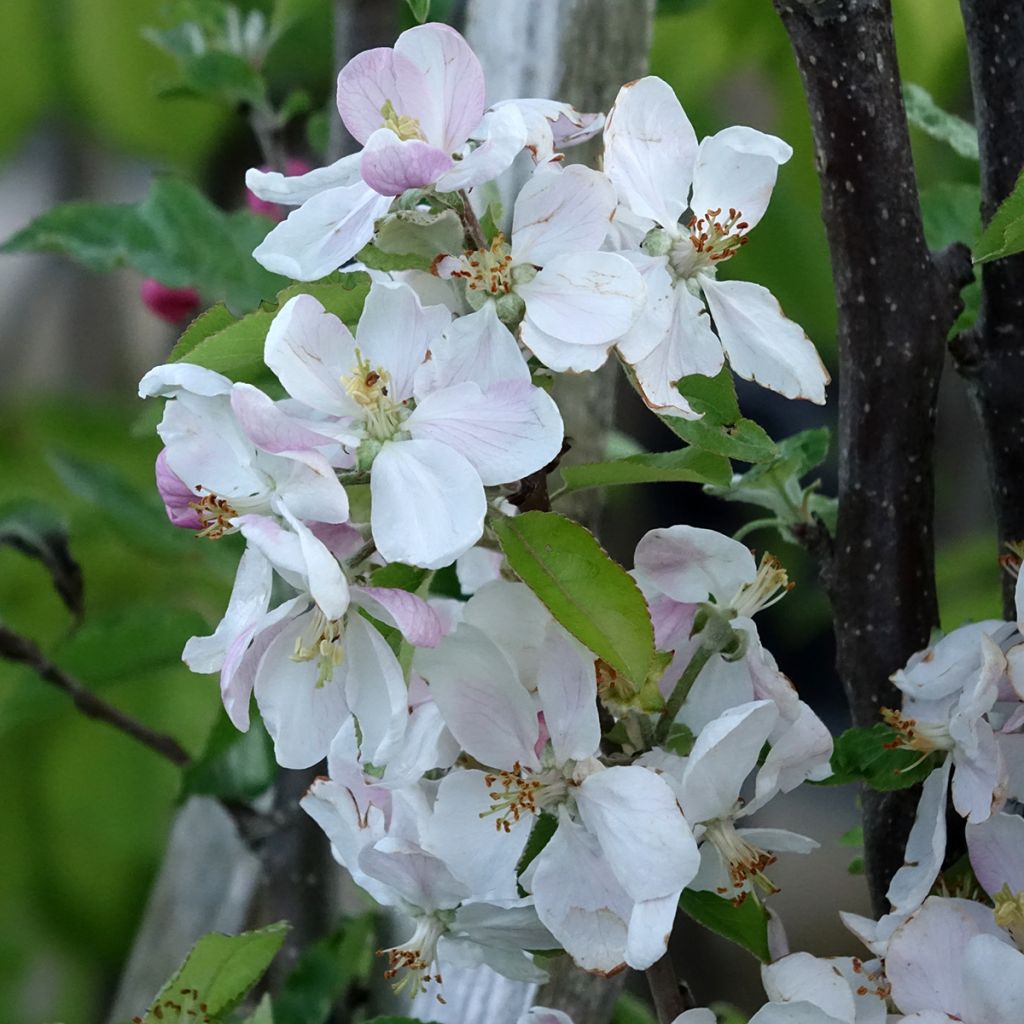 Apple Tree Royale Delbard Delfloga - Georges Delbard