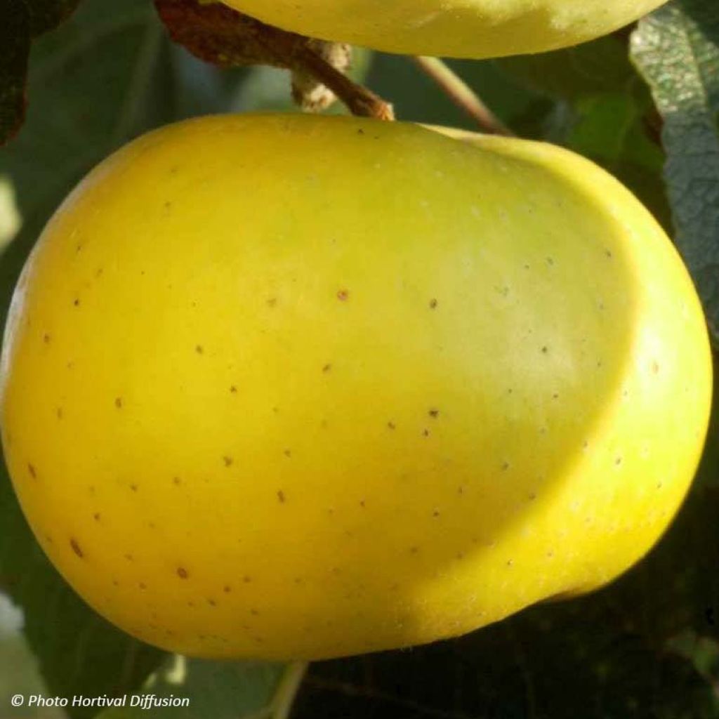 Apple Tree Transparente de Croncels - Malus domestica