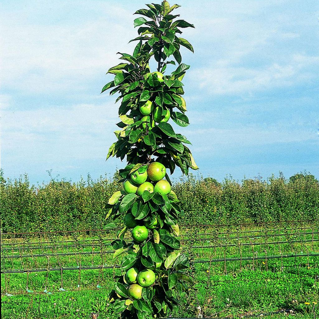 Columnar Apple Tree Amboise - Georges Delbard - Malus domestica