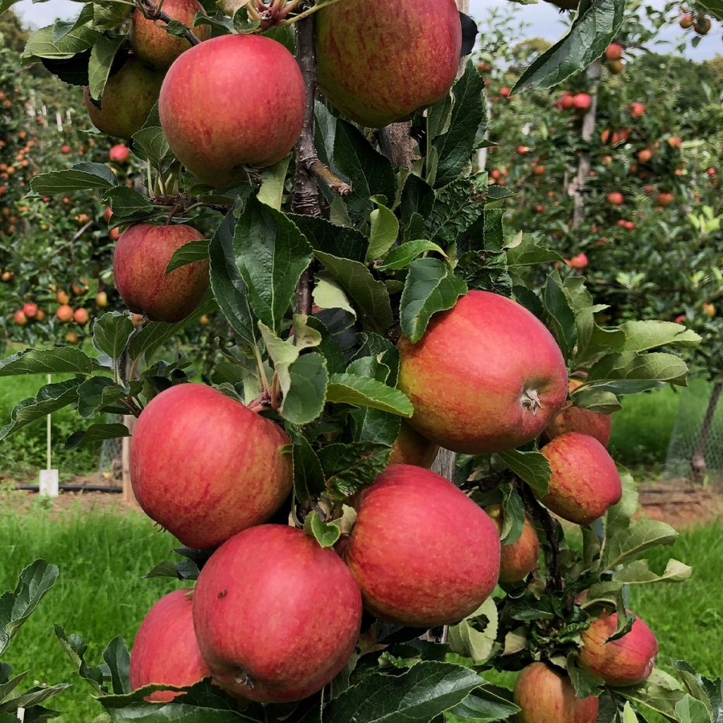 Columnar Apple Tree Courson - Malus domestica