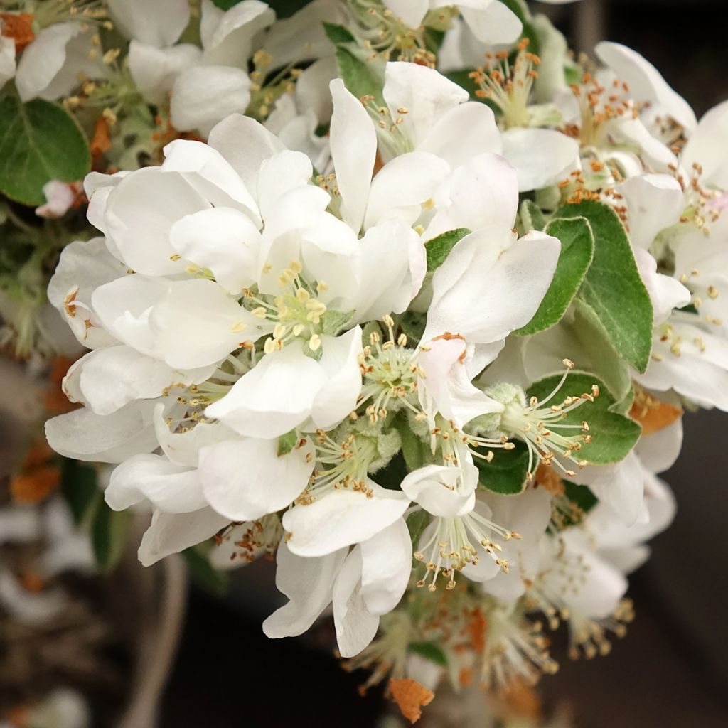 Columnar Apple Tree Villandry - Georges Delbard