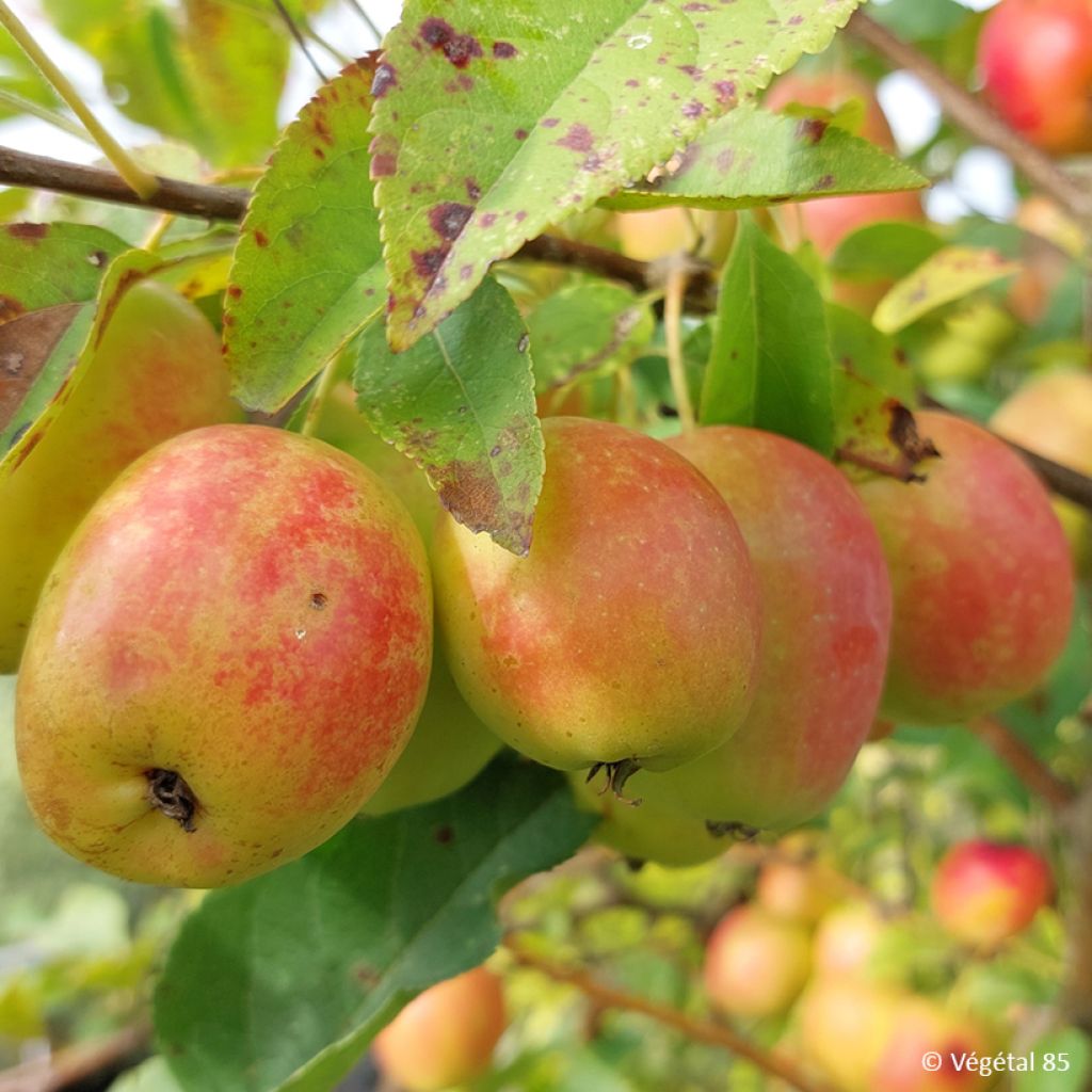Malus sieversii - Wild Apple