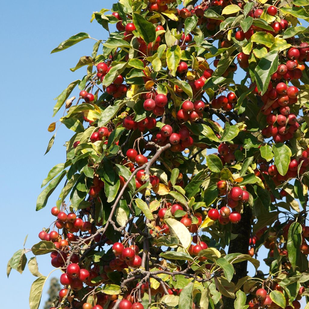 Malus sieversii - Wild Apple
