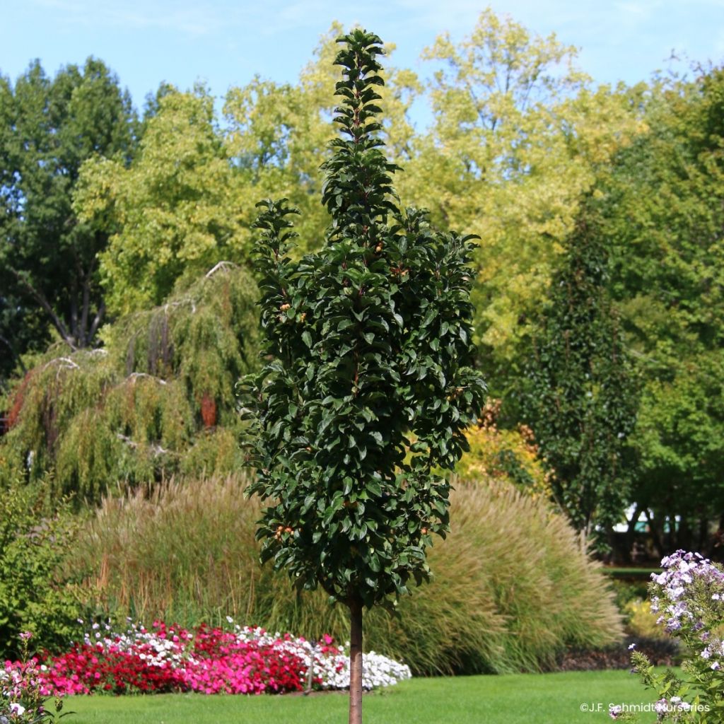 Malus Ivory Spear - Crab Apple