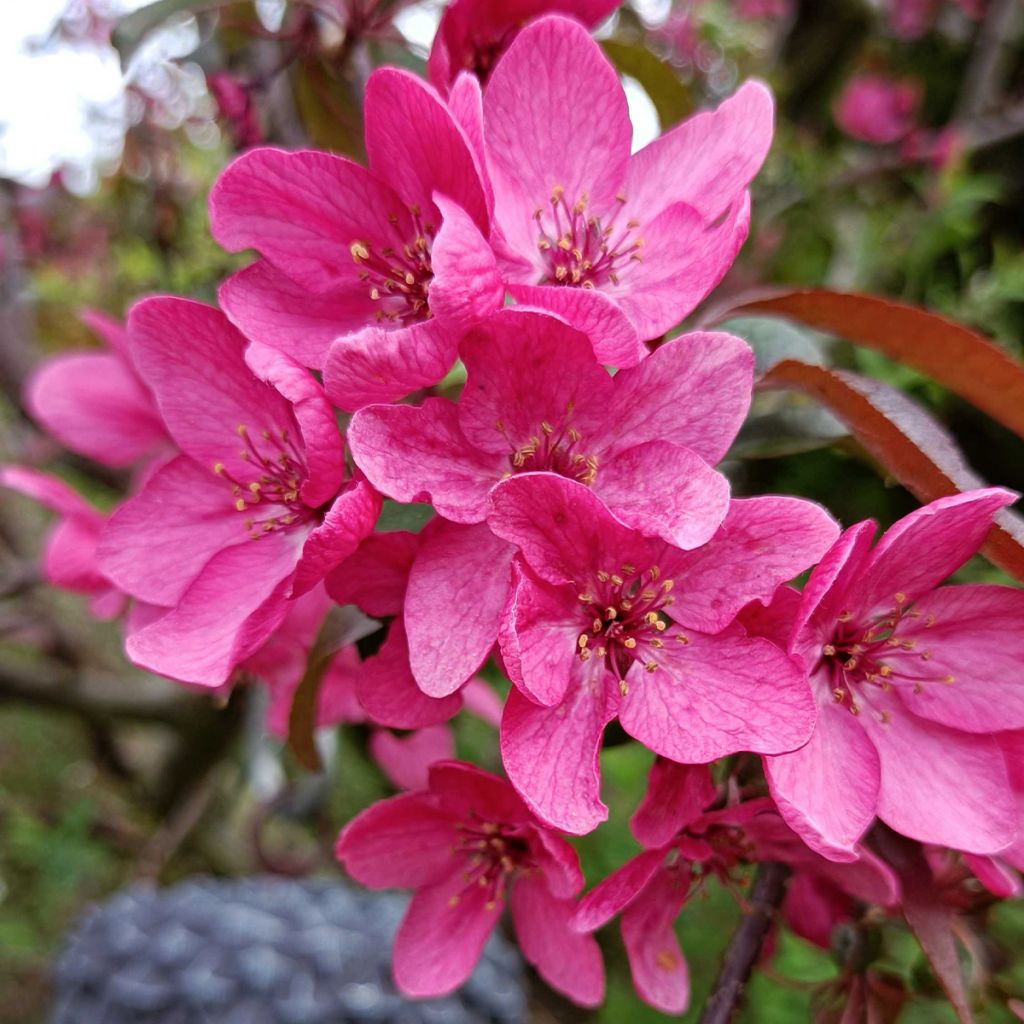 Malus hybrida Liset - Crab Apple
