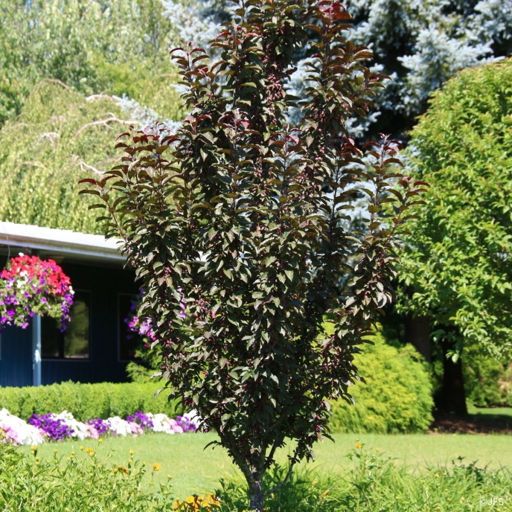 Malus Raspberry Spear® - Crab Apple