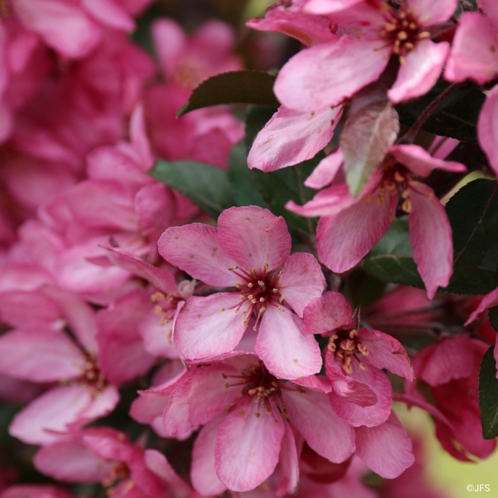 Malus Raspberry Spear® - Crab Apple