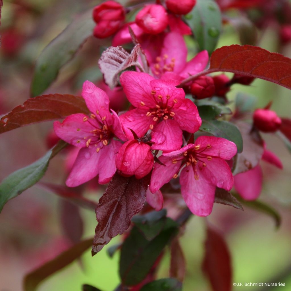 Malus Royal  Raindrops - Crab Apple
