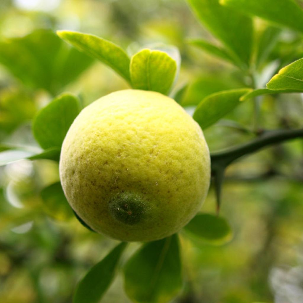 Poncirus trifoliata