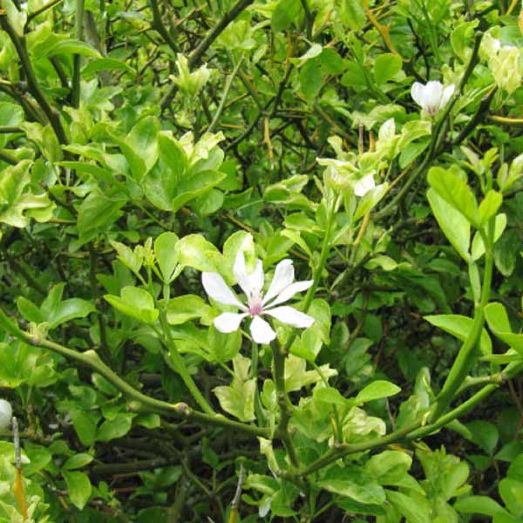 Poncirus trifoliata