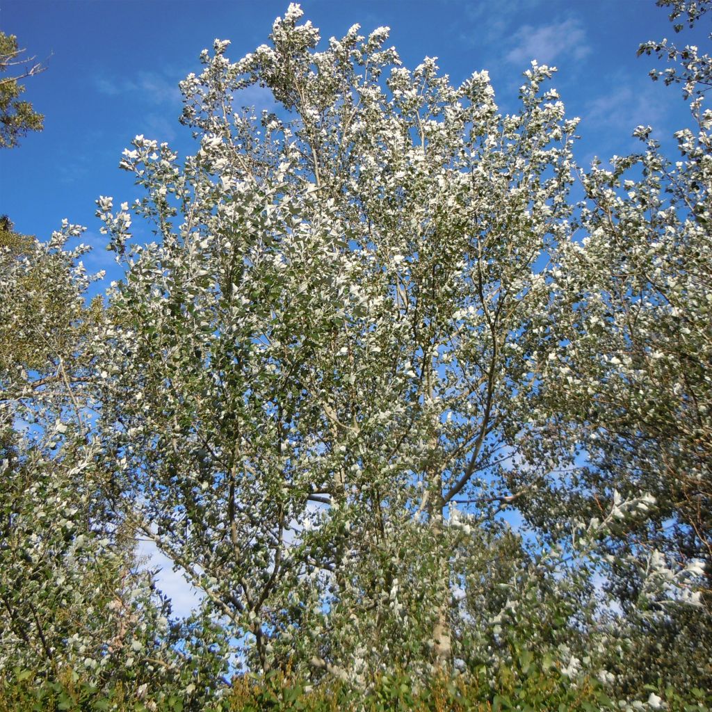 Populus alba Nivea - White Poplar