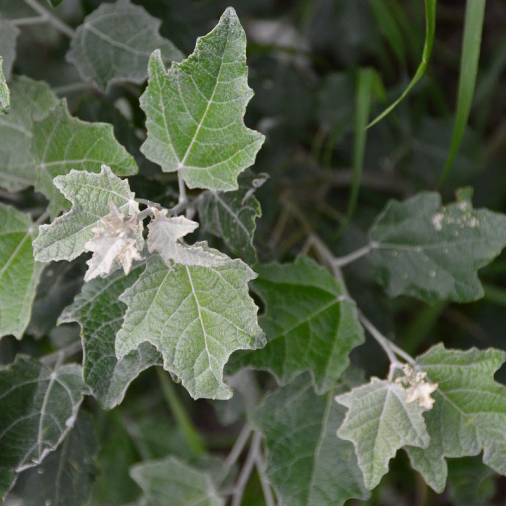 Populus alba Nivea - White Poplar