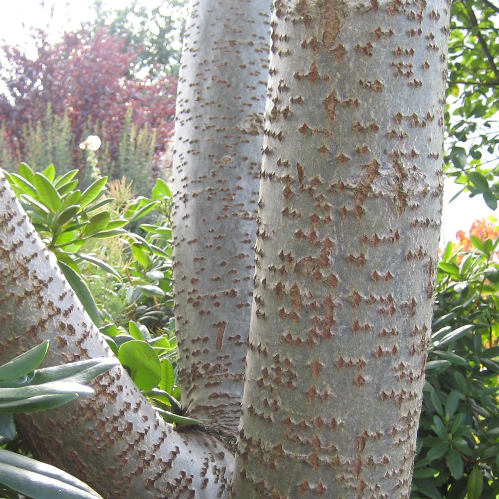 Populus alba Nivea - White Poplar