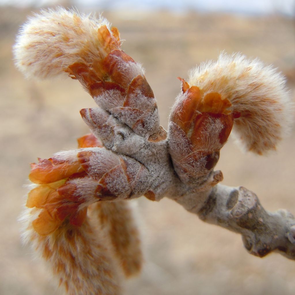 Populus alba Nivea - White Poplar