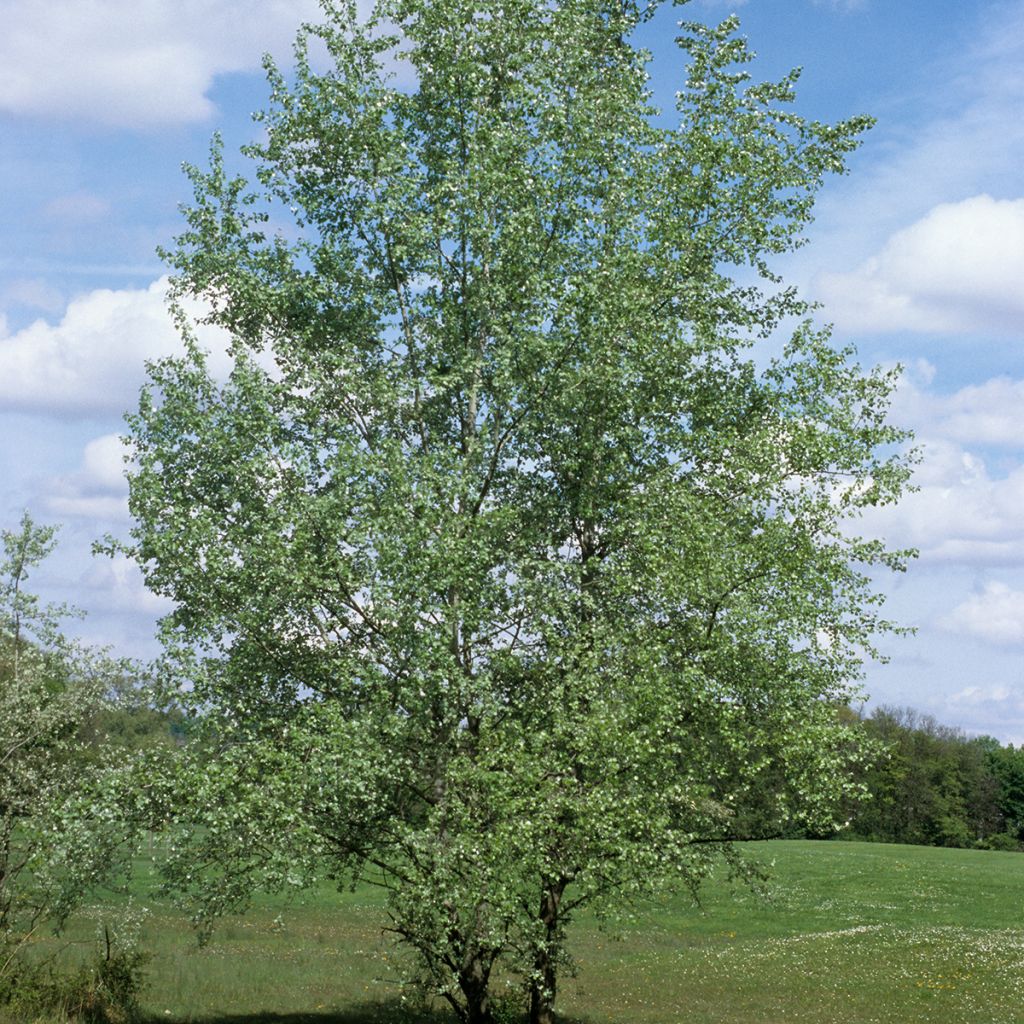 Populus alba - White Poplar