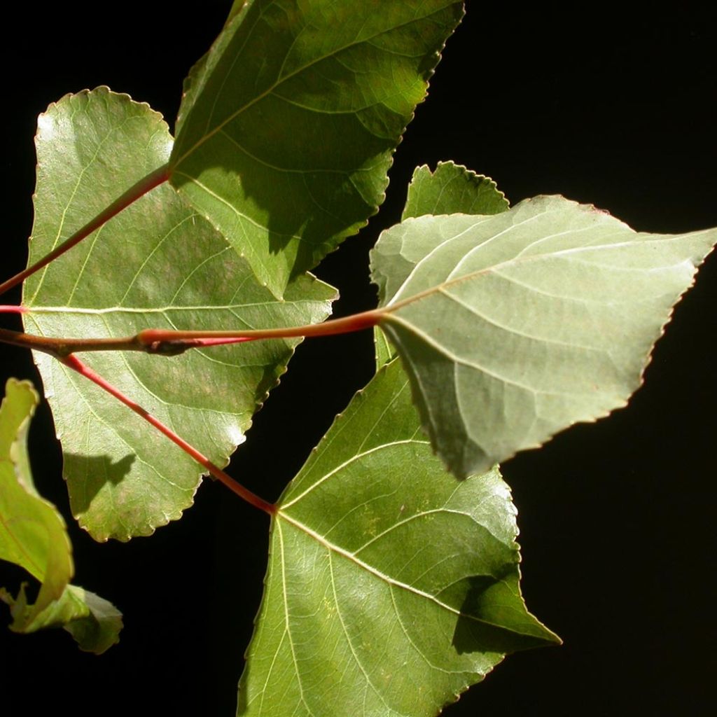 Populus canadensis Robusta - Canadian Poplar