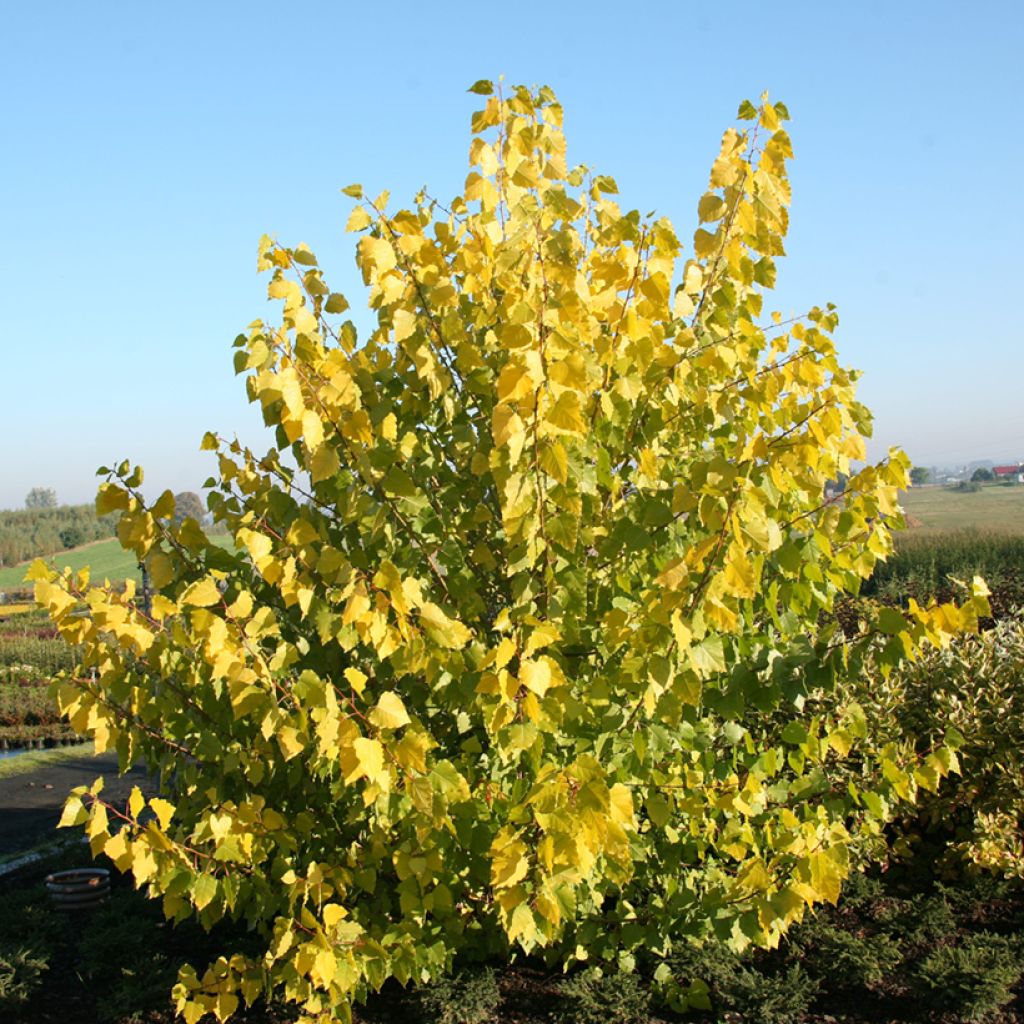 Populus x canadensis Serotina Aurea - Canadian Poplar