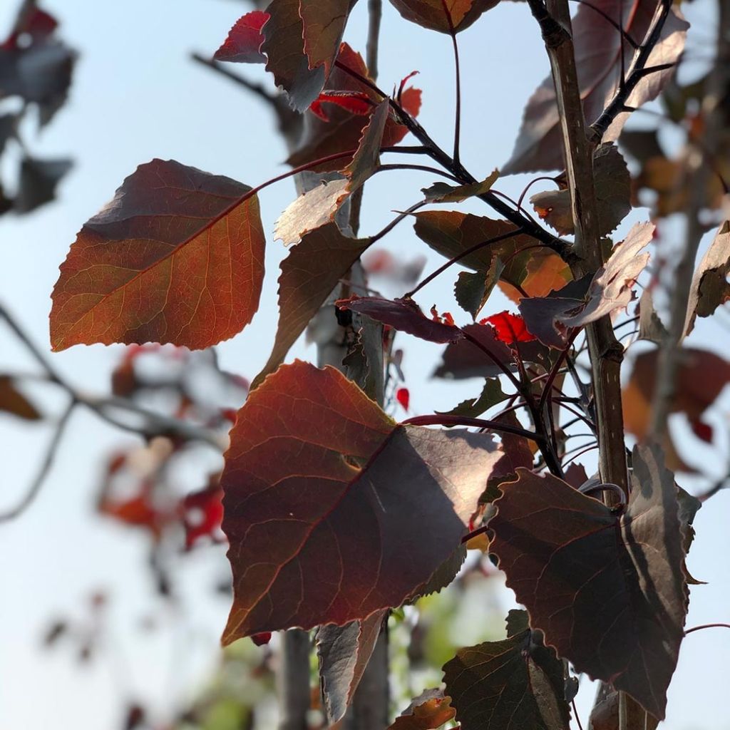 Populus deltoides Fuego - Eastern Cottonwood