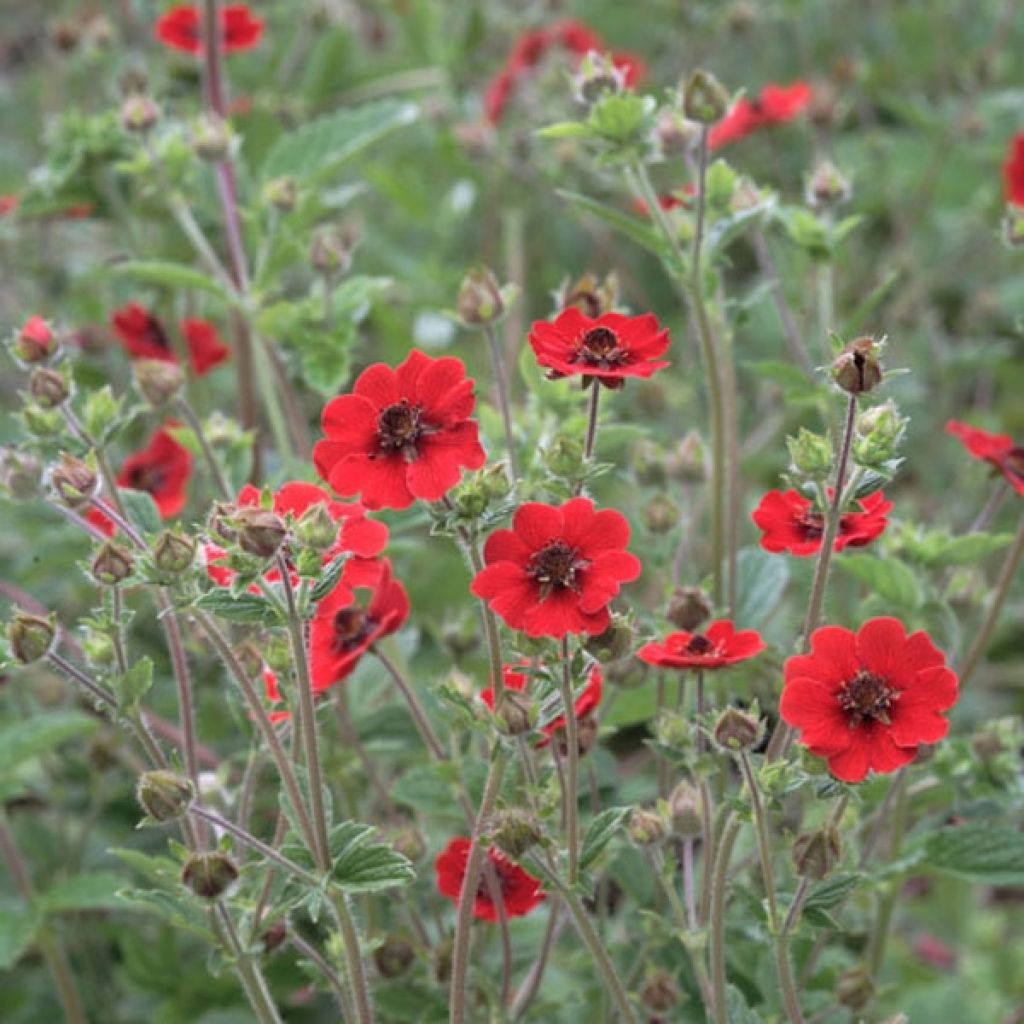 Potentilla Gibsons Scarlet - Cinquefoil